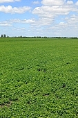 bean, agricultural board, agriculture, plant, farm product, sowing, parcel, vegetable, husky, food product, groceries, boundary, horizon, man, people, agrarian, birds eye view, blue sky, cloud, CD 0052, Kiss Lszl, Lszl Kiss