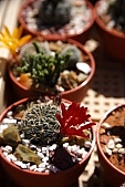 cactus, bur, burr, dolly, prick, prickle, prod, spike, spine, thorn, close-up, blossom, bloom, flower, green, plant, to foin, growth, development, grain, qrowth, prickly, stinging, desert, yellow, cactus flower, nature, exhibition, exchange, background, Kiss L�szl�, L�szl� Kiss