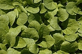 cabbage, kohlrabi, turnip cabbage, cauliflower, cucumber, lettuce, Felgyo, blossom, bloom, flower, flower plant, to close, to stand up, hothouse plant, nurseling, seed-bed, hall, greenery, glasshouse, heater, aspersion, alimentary substances, eutrophic, ground, bin, window box, Lada, hose, warm, critter, haze, steam, vapor, microclime, paprika, tomato, to grow up, plant physiology, shoot, at the very start, evolution, to cultivate, rich vegetation, lookout, view, dank, humid, lush, moist, wet, growth, flora, vegetable kingdom, vegetable life, woman, to burgeon, outdoors, without doors, nature, natural world, new beginning, new start, straight, shaft, sprit, capillary, root, indoors, within, equipment, apparatus, lustful, gross, fullness, plentiful, vascular plant, alone, to align, to straighten, grown, germination, nursling, beginning, leaf on a plant, sun, down, beauty, color, colour, delicacy, green, photosynthesis, oxygen, carbon dioxide, CD 0012, Kiss L�szl�, L�szl� Kiss