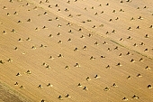 hemp, air photograph, air photo, aerials, aerial, Mindszent, order, frame, method, regime, set-up, system, systemic, yellow, sheaf, bale, summer, housing, harvest, field, meadow, junk, hemp production, hemp trade, hemp bond, hemp transport, air photos, Hungary, birds eye view, high, environment, ambience, plan, air, of birds eye view, regular, bag, poke, cod, sac, sack, string, tether, cord, line, tie, twine, CD 0029, Kiss Lszl, Lszl Kiss