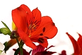 blossom, bloom, flower, green, red, a flower, bouquet, composition, orange, budding, decor, rich vegetation, pistil, leaf, freesia, plant, color, colour, colourful, vivid, petal, CD 0200, Kiss L�szl�, L�szl� Kiss