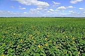 sunflower field, horizon, sunflower, gas oil, diesel oil, diesel fuel, biodiesel, fuel, gas, agrarian production, plantation, core, sunflower-seed oil, boundary, food product, groceries, farmland, agriculture, plant, sunflower leaves, sky, blue, blue sky, cloud, farm produce, farm product, sunflower s plate, sunshine, sunny, sunlit, sunflowers, leaf, green, husk, blossom, bloom, flower, oil, plate, feed, fodder, forage, summer, on the sun, rotary, pollen, petal, pounce, pistil, yellow, brown, shaft, CD 0052, Kiss Lszl, Lszl Kiss