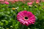 gerbera, flower, petal, shaft, plant, grow, warm, critter, haze, steam, vapor, climate, magenta, purple, green, glass, greenery, glasshouse, light, thermal, heater, window, CD 0026, Kiss L�szl�, L�szl� Kiss