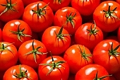 tomato, healthy, meal, fresh, air, shiny, growth, fruit, close-up, red, organic, color, colour, food product, groceries, tomato drink, tomato soup, ripe, picture, image, scenery, images, pictures, photo, foto, photos, photography, photographies, CD 0027, Kiss L�szl�, L�szl� Kiss