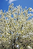 spring, blossom, sprit, bud shooting, nature, blue, white, cloud, rebirth, revival, born, sunshine, happiness, tree, branch, bough, twig, garden, sunlight, energy, new, leaf, sky, fruit tree, CD 0032, Kiss L�szl�, L�szl� Kiss