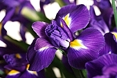 flower shop, florist, iris, flower-seed, flowery, bouquet, stack, leaf, shaft, decor, flower, purple, bulb, honey, flower painting, pollen, flower basket, blossom, bloom, being in full bloom, flower show, cut flower, yellow, flower garden, horticulture, freesia, rich vegetation, a flower, green, budding, pistil, plant, color, colour, petal, CD 0200, Kiss László, László Kiss