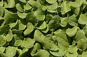 seed-bed, hall, greenery, glasshouse, heater, aspersion, alimentary substances, eutrophic, ground, bin, window box, Lada, hose, warm, critter, haze, steam, vapor, microclime, paprika, tomato, cabbage, kohlrabi, turnip cabbage, cauliflower, cucumber, green, lettuce, Felgyo, blossom, bloom, flower, flower plant, to close, to stand up, to grow up, plant physiology, shoot, at the very start, evolution, to cultivate, rich vegetation, lookout, view, dank, humid, lush, moist, wet, hothouse plant, nurseling, growth, flora, vegetable kingdom, vegetable life, woman, to burgeon, outdoors, without doors, nature, natural world, new beginning, new start, straight, shaft, sprit, capillary, root, indoors, within, equipment, apparatus, lustful, gross, fullness, plentiful, vascular plant, alone, to align, to straighten, grown, germination, nursling, beginning, leaf on a plant, sun, down, beauty, color, colour, delicacy, photosynthesis, oxygen, carbon dioxide, CD 0012, Kiss L�szl�, L�szl� Kiss