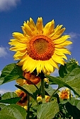 sunflower, agriculture, gas oil, diesel oil, diesel fuel, biodiesel, fuel, gas, farm product, agrarian production, food product, groceries, sunflower s plate, sunshine, sunny, sunlit, sunflower-seed oil, sunflowers, leaf, green, plant, husk, blossom, bloom, flower, core, oil, plate, sky, blue, blue sky, feed, fodder, forage, summer, on the sun, rotary, pollen, petal, pounce, pistil, yellow, brown, shaft, CD 0052, Kiss Lszl, Lszl Kiss