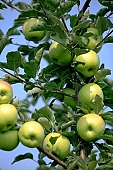 apple, green, yellow, white, fruit, leaf, leaves, tree, limb, fruit tree, apple tree, mature, orchard, garden, agriculture, countryside, grower, farmer, gardener, nature, bio, health, healthy lifestyle, fitness, wellness, vitamins, delicious, juicy, round, eatable, edible, food, sunlight, sunshine, light, morning, growth, market, still-life, outdoors, knowledge, tree of knowledge, Eden, Europe, Hungary, shadow, burden, heavy, much, blue sky, Kiss Lszl, Lszl Kiss