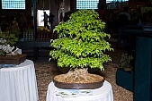 bonsai, plant, tree, garden, decor, japan, crop, scrog, nature, gardening, art, arts, exhibition, exchange, green, branch, bough, twig, tray, desk, cover, spread, table cloth, root, body, stock, form, shape, curved, Kiss Lszl, Lszl Kiss