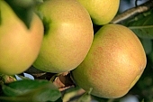 apple, green, yellow, red, fruit, leaf, leaves, tree, limb, fruit tree, apple tree, mature, orchard, garden, agriculture, heavy crops, countryside, grower, farmer, gardener, nature, bio, health, healthy lifestyle, fitness, wellness, vitamins, delicious, juicy, round, eatable, edible, food, sunlight, sunshine, morning, growth, market, still-life, much, outdoors, outside, knowledge, tree of knowledge, Eden, Europe, Hungary, burden, heavy, stand alone, close-up, streaked, Kiss L�szl�, L�szl� Kiss
