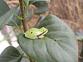 frog, leaf, nature, leaves, green, living being, quick, macro, close-up, animal, animals, fauna, reptile, amphibian, amphibious, flake, scale, ear, gill, gilled