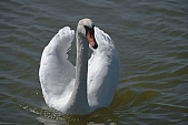 swan, white, animal, lake, untamed, wild, Sandorfalva, sand, beach, fisher, swim, swan-neck, Kiss Lszl, Lszl Kiss
