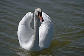 swan, white, animal, lake, untamed, wild, Sandorfalva, sand, beach, fisher, swim, swan-neck, Kiss L�szl�, L�szl� Kiss