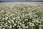 flower, flowers, field, meadow, wild flower, wild flowers, bouquet, gift, flavor, aroma, odor, perfume, scent, balmy, fragrant, redolent, sweet, yellow, white, circle, round, herb, infusion of herbs, herbaria, herbarium, camomile, tea, chamomile tea, beauty, beautiful, pretty, a lot of, much, crowd, legion, gardener, horticulture, floral, green, leaf, leaves, sunlight, sunshine, nature, blue sky, hill, Leucanthemum vulgare, daisy, marguerite, Kiss L�szl�, L�szl� Kiss