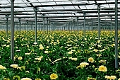 gerbera, flower, plant, grow, warm, gardener, horticulture, critter, haze, steam, vapor, climate, yellow, white, color, colour, column, air, peachy, beauty, beautiful, pretty, green, glass, greenery, glasshouse, window, CD 0026, Kiss L�szl�, L�szl� Kiss