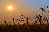 wheat, grain, dewdrop, drop, backlight, backlit, sunrise, Feherto, White lake, Szeged, dawn, reflection, sunlight, golden light, born, critter, haze, steam, vapor, sky, Kiss L�szl�, L�szl� Kiss
