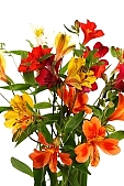 blossom, bloom, flower, bouquet, stack, leaf, shaft, decor, horticulture, freesia, rich vegetation, orange, red, white, green, budding, pistil, brindle, pied, variegated, fancy, plant, color, colour, colourful, vivid, petal, CD 0200, Kiss Lszl, Lszl Kiss