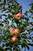 apple, green, yellow, red, fruit, leaf, leaves, tree, limb, fruit tree, apple tree, mature, orchard, garden, agriculture, countryside, grower, farmer, gardener, nature, bio, health, healthy lifestyle, fitness, wellness, vitamins, delicious, juicy, round, eatable, edible, food, sunlight, sunshine, light, morning, growth, market, still-life, outdoors, knowledge, tree of knowledge, Eden, Europe, Hungary, shadow, burden, heavy, four, blue sky, outside, Kiss L�szl�, L�szl� Kiss