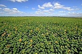 sunflower, biodiesel, farm produce, sunflower-seed oil, sunflower field, sunflowers, gas oil, diesel oil, diesel fuel, food product, groceries, core, farm product, blue sky, horizon, sunflower s plate, agrarian production, plantation, boundary, farmland, agriculture, plant, sunflower leaves, sky, blue, cloud, sunshine, sunny, sunlit, leaf, green, husk, blossom, bloom, flower, oil, plate, feed, fodder, forage, summer, on the sun, rotary, pollen, petal, pounce, pistil, yellow, brown, shaft, CD 0052, Kiss Lszl, Lszl Kiss