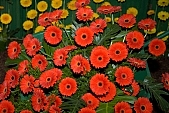 gerbera, gerbera, virg, szpsg, virg, virgzs, virg, virgcsokor, piros, srga, nvny, nvnytermeszts, dsznvny, botanika, nvnytan, botanika, termszet, virgfej, bemutat, kzelrl, kzeli, arany, levl, szirom, aroma, szpsg, virg szirom, zld, brze, Kiss Lszl, Lszl Kiss