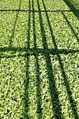 fullness, plentiful, vascular plant, alone, hothouse plant, nurseling, seed-bed, hall, greenery, glasshouse, heater, aspersion, alimentary substances, eutrophic, ground, bin, window box, Lada, hose, warm, critter, haze, steam, vapor, microclime, paprika, tomato, cabbage, kohlrabi, turnip cabbage, cauliflower, cucumber, green, lettuce, Felgyo, blossom, bloom, flower, flower plant, to close, to stand up, to grow up, plant physiology, shoot, at the very start, evolution, to cultivate, rich vegetation, lookout, view, dank, humid, lush, moist, wet, growth, flora, vegetable kingdom, vegetable life, woman, to burgeon, sun, shadow, outdoors, without doors, nature, natural world, new beginning, new start, straight, shaft, sprit, capillary, root, indoors, within, equipment, apparatus, lustful, gross, to align, to straighten, grown, germination, nursling, beginning, leaf on a plant, down, beauty, color, colour, delicacy, photosynthesis, oxygen, carbon dioxide, CD 0012, Kiss L�szl�, L�szl� Kiss