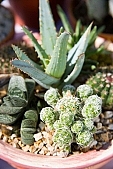 cactus, bur, burr, dolly, prick, prickle, prod, spike, spine, thorn, close-up, blossom, bloom, flower, green, plant, prickly, stinging, yellow, cactus flower, nature, desert, exhibition, exchange, background, to foin, growth, development, grain, qrowth, Kiss L�szl�, L�szl� Kiss