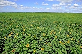 sunflower field, sunflower, plantation, core, sunflower-seed oil, boundary, food product, groceries, farmland, agriculture, plant, sunflower leaves, agrarian production, horizon, sky, blue, blue sky, cloud, farm produce, farm product, sunflower s plate, sunshine, sunny, sunlit, sunflowers, leaf, green, husk, blossom, bloom, flower, oil, plate, feed, fodder, forage, summer, on the sun, rotary, pollen, petal, pounce, pistil, yellow, brown, shaft, CD 0052, Kiss Lszl, Lszl Kiss