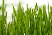 wheat, green, Luca, drop, drops, ad, ads, rf, scenes, water drop, soil, tile, plant, Christmas, air, to be of tender age, photo, foto, photos, photographs, photograph, picture, image, scenery, images, pictures, Luca name-day, flower-pot, care of plants, December, firstling, national traits, national peculiarities, ethnography, white, white background, Kiss L�szl�, L�szl� Kiss