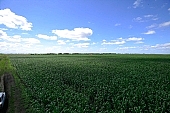 corn field, fodder corn, corn-growing, grain, feed, fodder, forage, corncob, farmland, corn-stalk, corn yield, agriculture, horizon, blue sky, cloud, sky, of birds eye view, leaf of maize, sweet corn, cob, corn, growth, corn-eye, green, farm product, cornflour, floss, green corn, corn-cob, domestic animal corn, corn-oil, field, plough-land corn, CD 0052, Kiss L�szl�, L�szl� Kiss