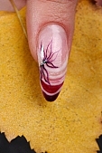 nail, toenail, jelly, colorful gel, porcelain, colorful acrylic, nail tip, built, nail built, pattern, patterned, stones, pearly, pearlies, paste, pastes, seashell, dry flower, autumn, leaf, leaves, root, nail decor, brush, dieing, labelling, hand, handicraft, color, colour, colors, colours, shiny gel, shiny jelly, nail polish, nailbrush, grooming of nails, nail polish remover, nail file, a pair of scissors, UV beam, colourful, vivid, finger, manicure, chiropody, gold, yellow, white, black, drone, flowery, lollipop, bead, 2007, CD 0041, Kiss L�szl�, L�szl� Kiss