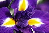 pollen, iris, flower basket, blossom, bloom, flower, being in full bloom, flower show, cut flower, flower shop, florist, flower-seed, flowery, bouquet, stack, leaf, shaft, decor, purple, yellow, horticulture, rich vegetation, a flower, green, budding, pistil, plant, color, colour, petal, CD 0200, Kiss László, László Kiss