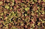 hothouse plant, nurseling, seed-bed, hall, greenery, glasshouse, indoors, within, equipment, apparatus, lush, lustful, gross, fullness, plentiful, vascular plant, alone, heater, aspersion, alimentary substances, eutrophic, ground, bin, window box, Lada, hose, warm, critter, haze, steam, vapor, microclime, paprika, tomato, cabbage, kohlrabi, turnip cabbage, cauliflower, cucumber, lettuce, Felgyo, blossom, bloom, flower, flower plant, to close, to stand up, to grow up, plant physiology, shoot, at the very start, evolution, to cultivate, rich vegetation, lookout, view, dank, humid, moist, wet, growth, flora, vegetable kingdom, vegetable life, woman, to burgeon, outdoors, without doors, nature, natural world, new beginning, new start, straight, shaft, sprit, capillary, root, to align, to straighten, grown, germination, nursling, beginning, leaf on a plant, sun, down, beauty, color, colour, delicacy, green, photosynthesis, oxygen, carbon dioxide, CD 0012, Kiss L�szl�, L�szl� Kiss