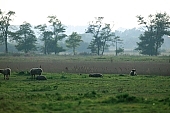 herd, sheperd, to herd, animal, breeding, sheep, sheeps, nature, countryside, agriculture, agricultural land, field, meadow, tree, trees, grass, sky, wind, wind-blowed, windswept, silence, quiet, lay, laid, lie, recreation, relaxation, repose, rest, animals, horde, drove, range, pasture, grazer, restful, pixelfoto.hu, Kiss László, László Kiss