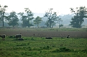 herd, sheperd, to herd, animal, breeding, sheep, sheeps, nature, countryside, agriculture, agricultural land, field, meadow, tree, trees, grass, sky, wind, wind-blowed, windswept, silence, quiet, lay, laid, lie, recreation, relaxation, repose, rest, animals, horde, drove, range, pasture, grazer, restful, pixelfoto.hu, Kiss Lszl, Lszl Kiss