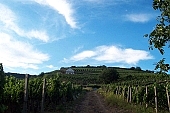 Tokaj, grapes, rows, skin, growth, plant, agriculture, sunshine, blue, sky, CD 0200