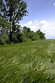 wind, wind-blowed, grass, spear, blade, leaf of grass, weed, weeds, field, meadow, green, nature, bend, bending away, bending, wave, waving, wavy, coherent, big, large, great, continuous, allergy, cold, soft, arable, clod, earth, ploughland, tillage, plow, countryside, cloud, clouds, blue, sky, blue sky, standing, tree, trees, greenery, crown, mature, wheat, cornfield, ear, forest, Kiss L�szl�, L�szl� Kiss