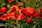wind, wind-blowed, windswept, grass, spear, blade, leaf of grass, weed, weeds, petal, field, meadow, green, nature, bend, bending away, bending, wave, waving, billowy, wavy, coherent, big, large, great, continuous, allergy, cold, soft, wheat, ear, cornfield, harassed, troubled, distraction, trepidity, trepidancy, agriculture, agricultural land, red, poppy, poppies, blossom, bloom, flower, flowers, close-up, standing, Kiss L�szl�, L�szl� Kiss