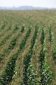 corn, cornfield, arable, clod, earth, field, ploughland, tillage, garden, countryside, nature, village, green, yellow, leaf, soil, ground, plow, brown, dry, dry leaf, eatable, edible, outdoors, perspective, forest, arbor, row, rows, parallel, standing, Kiss Lszl, Lszl Kiss