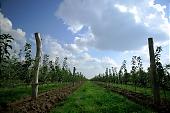 blue sky, blue, sky, cloud, clouds, light, shadow, perspective, apple, grass, green, road, stick, fence, tree, soil, ground, heaven, Eden, garden, agriculture, nature, forest, arbor, hose-pipe, tap, wire, nuggets, sunlight, sunshine, countryside, outdoors, sapling, Kiss Lszl, Lszl Kiss