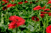 gerbera, flower, petal, shaft, plant, very much, grow, amiable, beautiful, warm, critter, haze, steam, vapor, climate, red, green, glass, greenery, glasshouse, light, thermal, heater, window, backlight, backlit, CD 0026, Kiss L�szl�, L�szl� Kiss