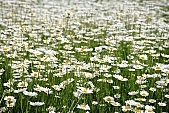 flower, flowers, field, meadow, wild flower, wild flowers, bouquet, gift, flavor, aroma, odor, perfume, scent, balmy, fragrant, redolent, sweet, yellow, white, circle, round, herb, infusion of herbs, herbaria, herbarium, camomile, tea, chamomile tea, beauty, beautiful, pretty, a lot of, much, crowd, legion, gardener, horticulture, floral, green, leaf, leaves, sunlight, sunshine, nature, Kiss Lszl, Lszl Kiss