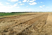 grain, harvest, wheat flour, farmland, wheat-crop, cornfield, wheat, wheat-sheaf, food product, groceries, ripe, wheat grain, farm product, wheat-field, field of wheat, agriculture, cereals, wheat-growing, ear, wheat-stalk, young wheat-crop, boundary, core, gold, wheatgerm, CD 0052, Kiss L�szl�, L�szl� Kiss