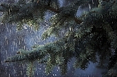 fir, pinewood, pine bough, fir branch, evergreen, plant, rain, winter, season, seasons, cold, snow, snowfall, fall of snow, Christmas, Christmas tree, celebrate, solemn, holiday, green, pine needles, coniferous wood, to foin, cone, pine-cone, silver fir, spruce, snowy, mountain, forest, field, garden, flower-garden, decor, pine scent, pine, larchtree, christmas card, green christmas, festive season, merry christmas, CD 0015, , Kiss L�szl�, L�szl� Kiss