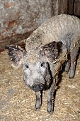 hog, pig, swine, piges, swines, piggery, straw, reserve, animal, homestead, farm, boondocks, boonies, nature, breeding, 2008, CD 0020, Kiss L�szl�, L�szl� Kiss