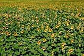 sunflower field, gas oil, diesel oil, diesel fuel, farmland, biodiesel, sunflower-seed oil, agriculture, plant, sunflower, sunflower leaves, agrarian production, food product, groceries, horizon, boundary, sky, blue, blue sky, cloud, beer, rows, farm produce, farm product, sunflower s plate, sunshine, sunny, sunlit, sunflowers, leaf, green, husk, blossom, bloom, flower, core, oil, plate, feed, fodder, forage, summer, on the sun, rotary, pollen, petal, pounce, pistil, yellow, brown, shaft, CD 0052, Kiss L�szl�, L�szl� Kiss