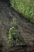 corn, cornfield, arable, clod, earth, field, ploughland, tillage, garden, countryside, nature, village, green, yellow, leaf, soil, ground, plow, brown, dry, dry leaf, eatable, edible, outdoors, perspective, forest, arbor, row, rows, nuggets, alone, only, loneliness, lonely, single, road, standing, Kiss Lszl, Lszl Kiss