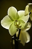 orchid, yellow, green, yellowgreen, to beacon flower, light, celebrate, solemn, holiday, beauty, flower, petal, velours, velour, velvet, silky, soft, terry, lip, lips, shaft, plant, nature, botany, botanical, white, backlight, backlit, open out flower, budding, Kiss L�szl�, L�szl� Kiss