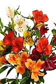 bouquet, rich vegetation, horticulture, orange, red, white, green, budding, pistil, brindle, pied, variegated, fancy, freesia, blossom, bloom, flower, plant, color, colour, colourful, vivid, petal, CD 0200, Kiss L�szl�, L�szl� Kiss