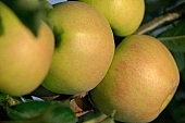 apple, green, yellow, red, fruit, leaf, leaves, tree, limb, fruit tree, apple tree, heavy crops, streaked, mature, orchard, garden, agriculture, countryside, grower, farmer, gardener, nature, bio, health, healthy lifestyle, fitness, wellness, vitamins, delicious, juicy, round, eatable, edible, food, sunlight, sunshine, morning, growth, market, still-life, much, outdoors, outside, knowledge, tree of knowledge, Eden, Europe, Hungary, burden, heavy, stand alone, close-up, Kiss L�szl�, L�szl� Kiss